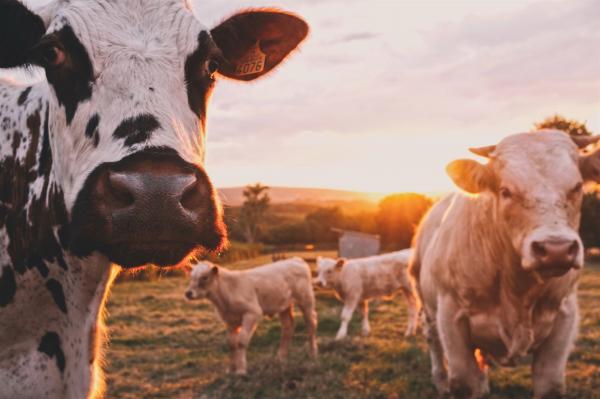 Cowspiracy