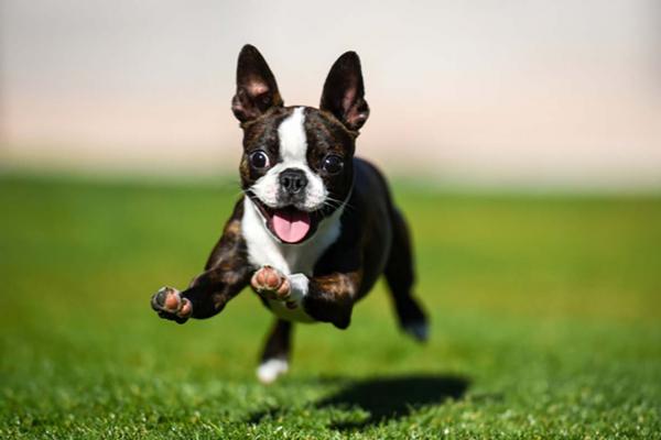 Running dog