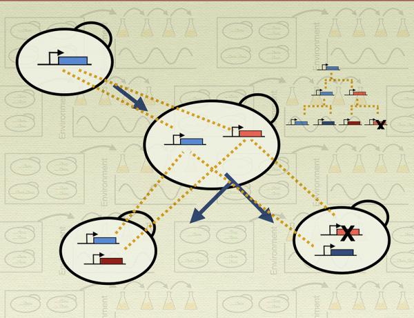 A graph showing regulatory evolution of duplicate genes