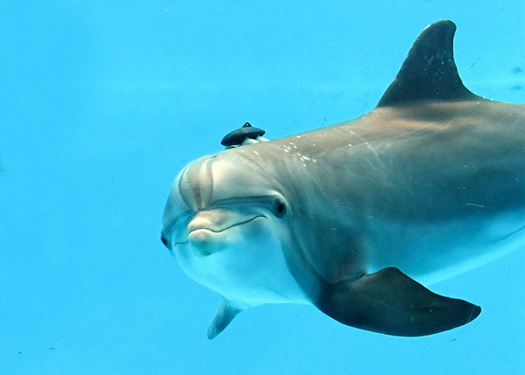A dolphin with monitoring equipment.