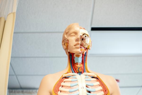 life-size medical mannequin showing parts of the human anatomy