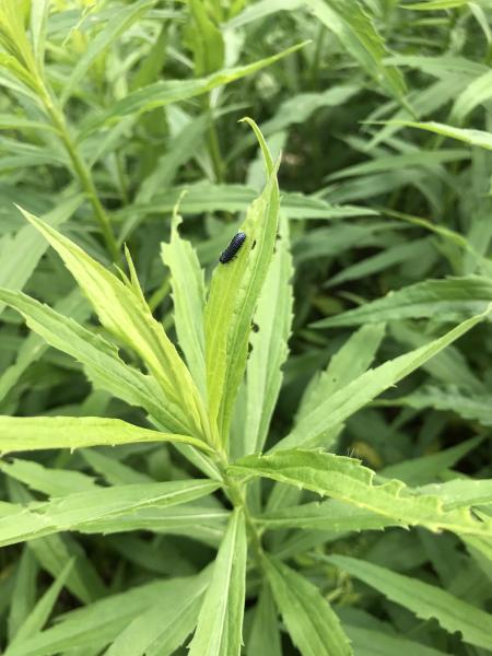 Image of plant