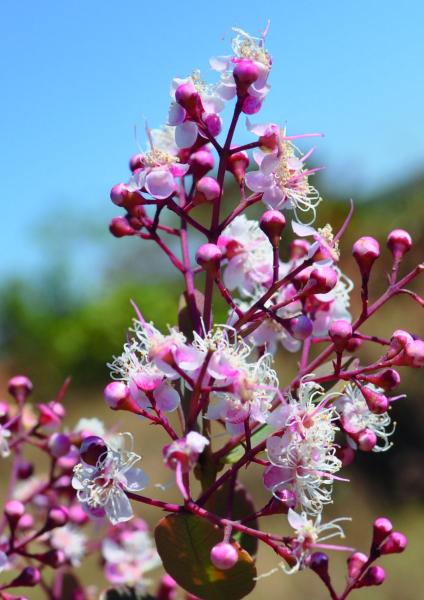 Image of flowering plant