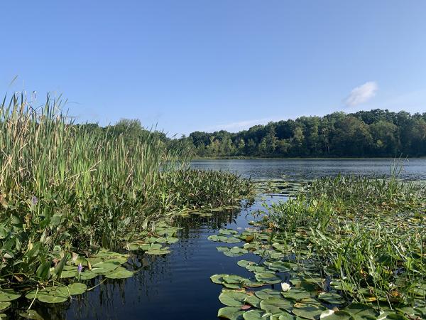 Pond with lily pads and cat tails opening up to a wider body of water with trees on the far shore