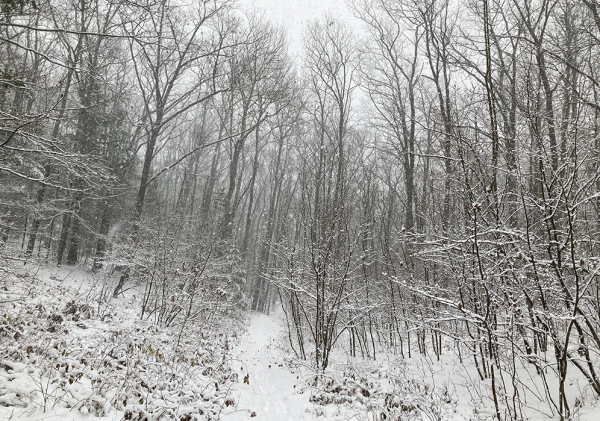 Snowy winter trees