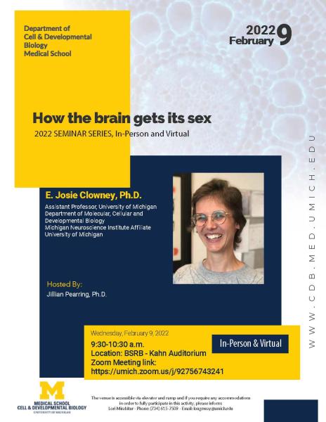How the brain gets its sex