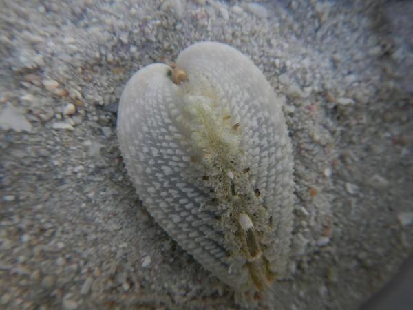 Photosymbiotic cockle hosting microalgae