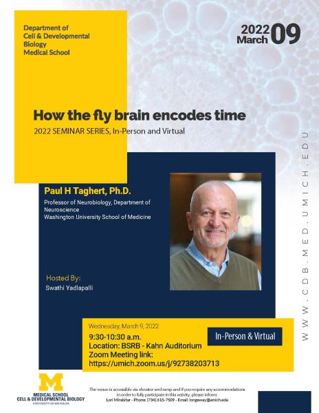 How the fly brain encodes time