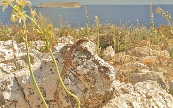 An Aegean wall lizard (Podarcis erhardii) sunning on a rock with water in the background