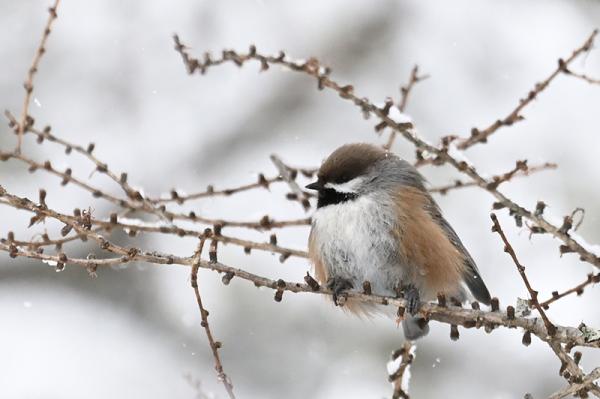 Chickadee on a snowy branch.
