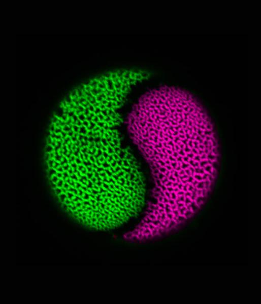 images of pollen in yin yang pattern on black background