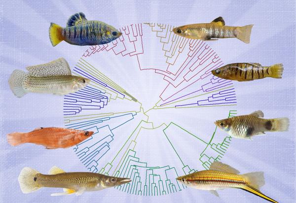 Neotropical poecilids and a phylogenetic tree showing their diversification