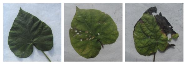 Three morning glory leaves