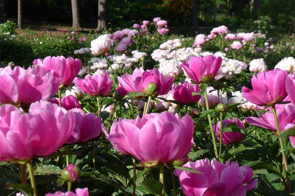 Garden Walk - Nichols Arb / Ann Arbor Farm & Gardens