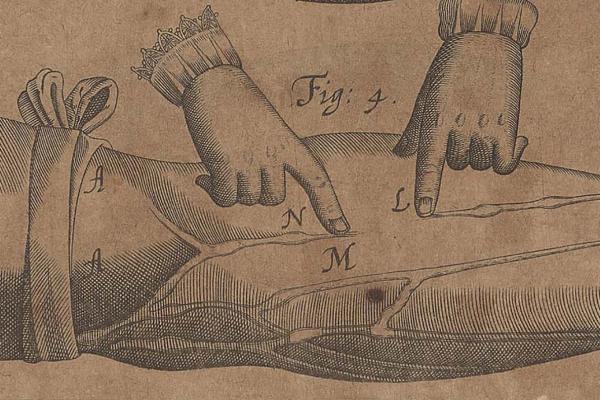 Detail of copperplate engraving from "Exercitatio anatomica de motu cordis et sanguinis in animalibus" by William Harvey. Frankfurt: William Fitzer, 1628.