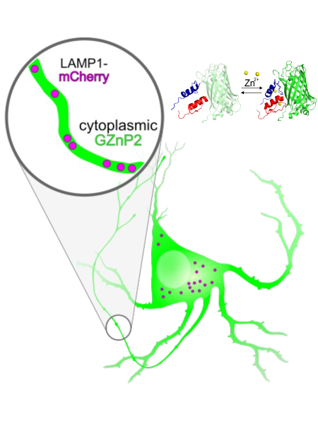 drawing of axon and biochemistry of zinc transport
