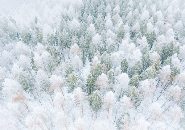 Snow covered fir trees