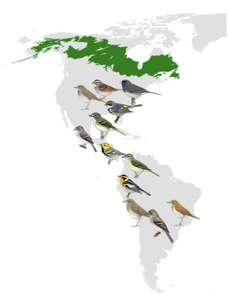 Handbook of Birds of the World