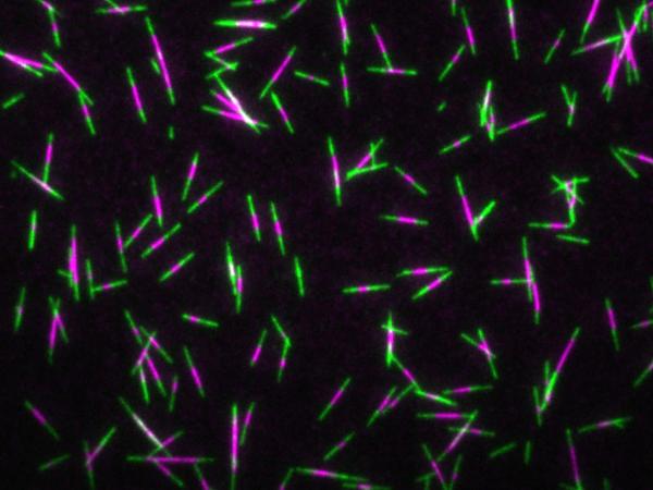 micrograph of microtubules stained in purple and green