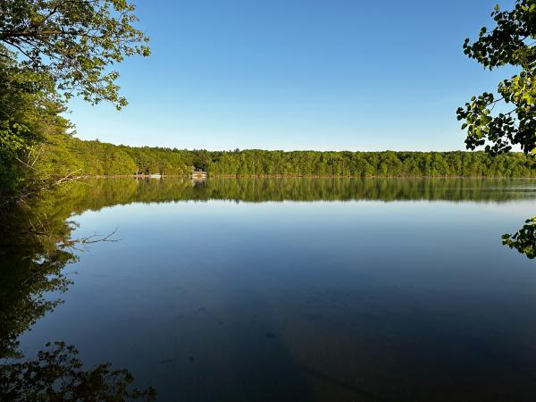 UMBS shoreline along Douglas Lake