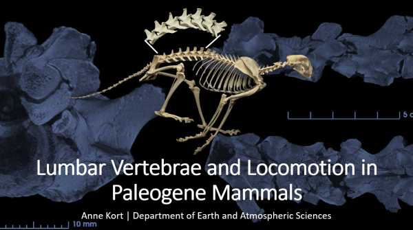 Skeleton and parts of an animal skeleton with title of presentation superimposed