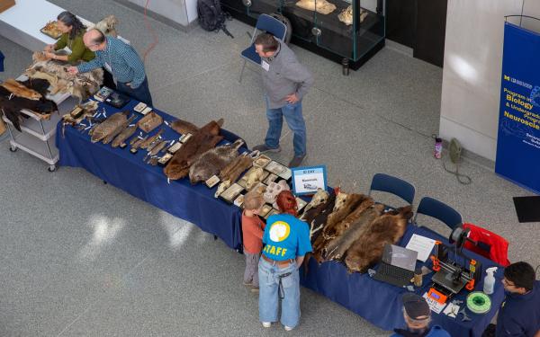 Ariel view of tables filled with natural history collections.