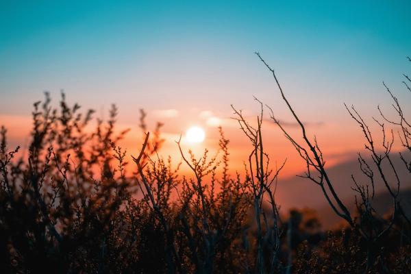 A sunset with plants in the foreground