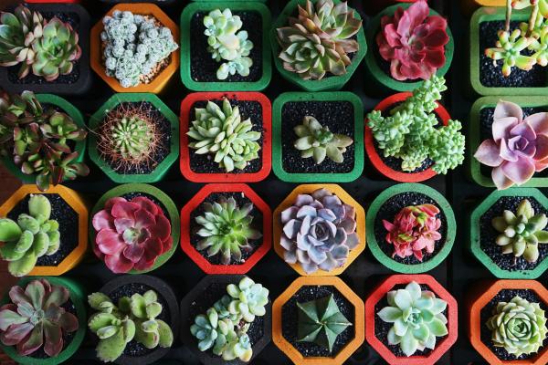 Succulents