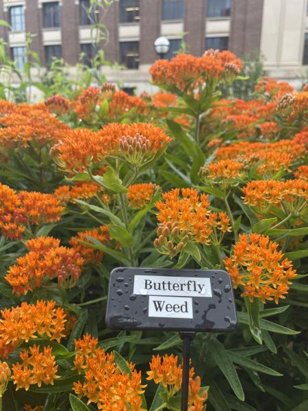 pollinator garden on U-M campus