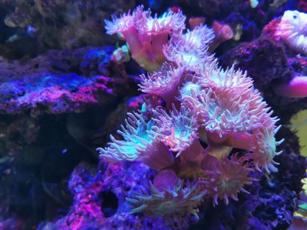 Coral Reef