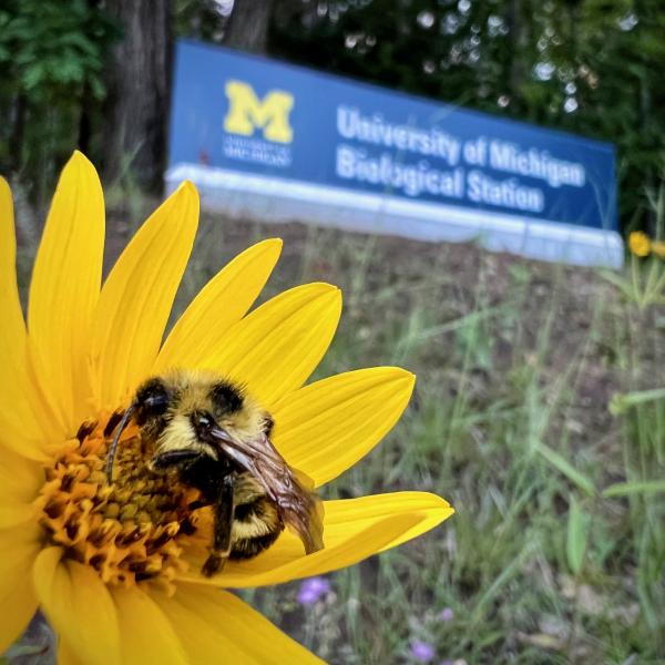 Bumble bee on a plant at entrance to University of Michigan Biological Station