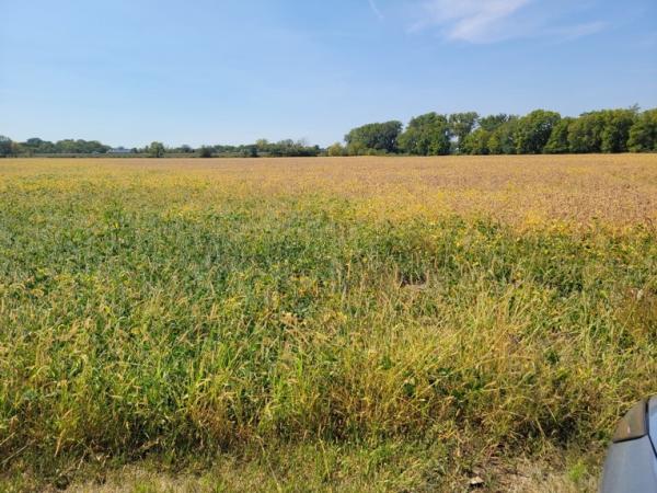 Field of green and brown plant material with a row of trees and blue sky in the background