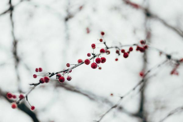 Berries On Branch