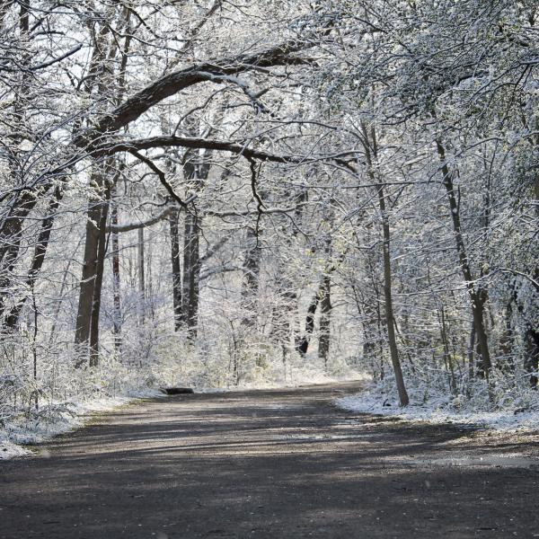 woody path with snow covered trees