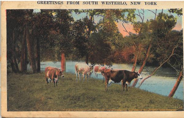 Postcard from the Ezra Stone Papers: cows placidly standing near a body of water.