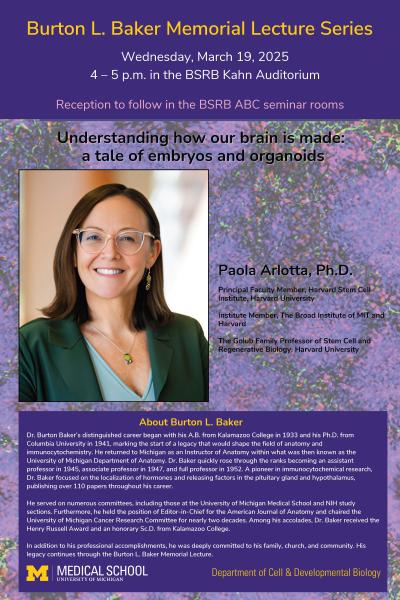 Understanding how our brain is made: a tale of embryos and organoids