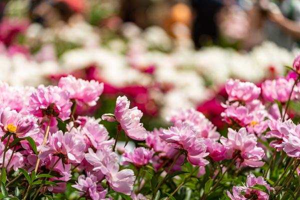 A field of pink peonies in Nichols Arboretum
