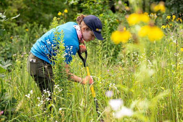 Native Plant Horticulturalist Calla digs in a field of native plants