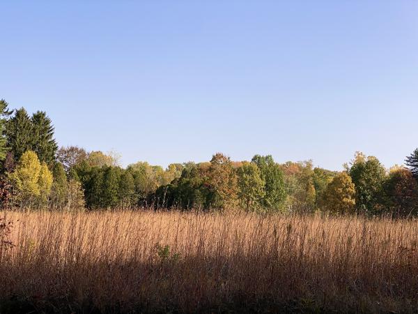 Dow Field with native plants