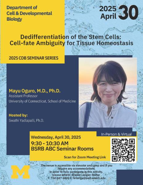 Dedifferentiation of the Stem Cells:Cell-fate Ambiguity for Tissue Homeostasis