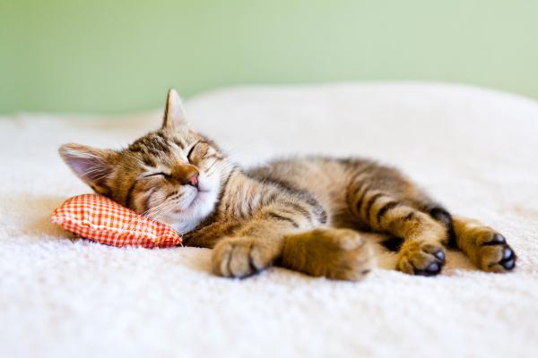 A kitten naps on a tiny pillow