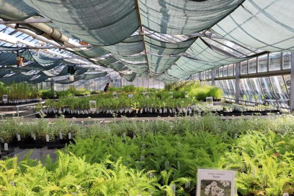 a greenhouse filled with native plants on tables