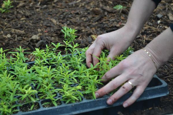 hands of volunteer grabbing a plant (milkweed) out of a tray of plants at a previous volunteer event.