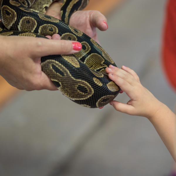 A child gently touching a snake's body as adult hands hold it