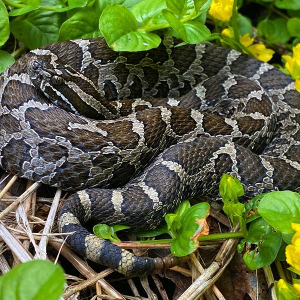 Eastern massasauga rattlesnake coiled