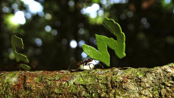 Closeup photo of an ant on a tree carrying a large leaf.