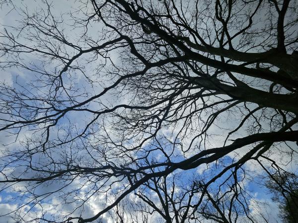 https://www.r-alpha-instrospective.com; view of sky through tree branches
