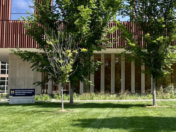 Grass, trees and sidewalk in front of the Biological Sciences Building/Museum of Natural History