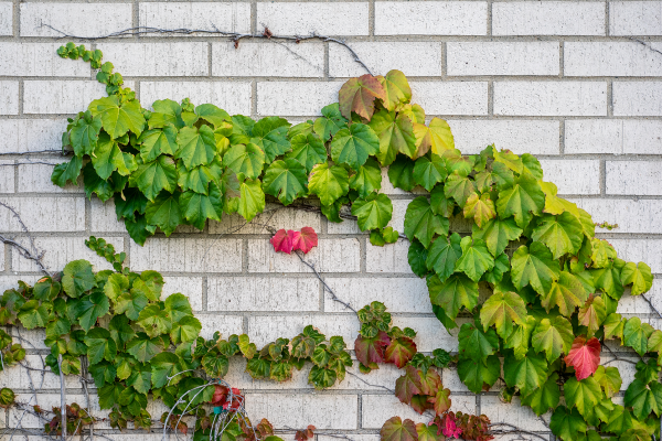 White brick wall with climbing ivy