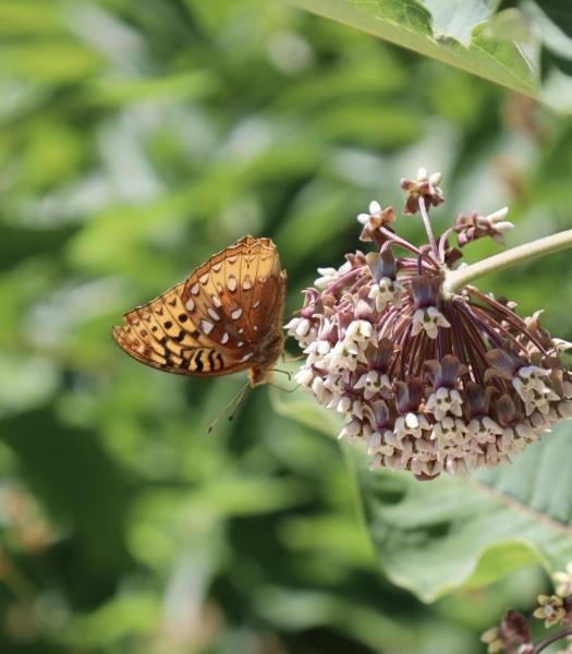 A spangled fritillary butterfly enjoying some milkweed